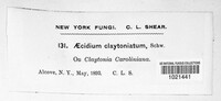 Aecidium claytoniatum image